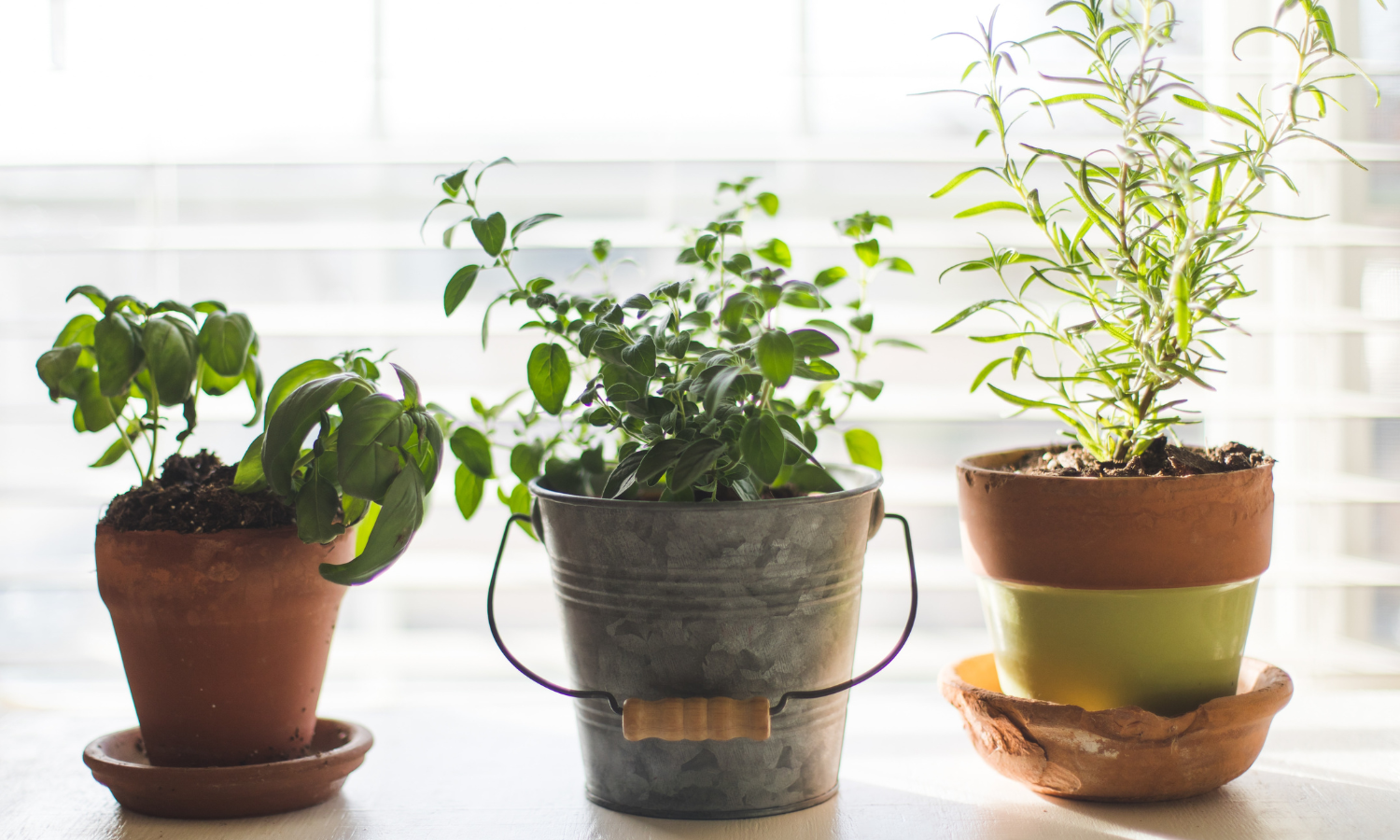 Herbs For Everyone - how to have your own herb garden